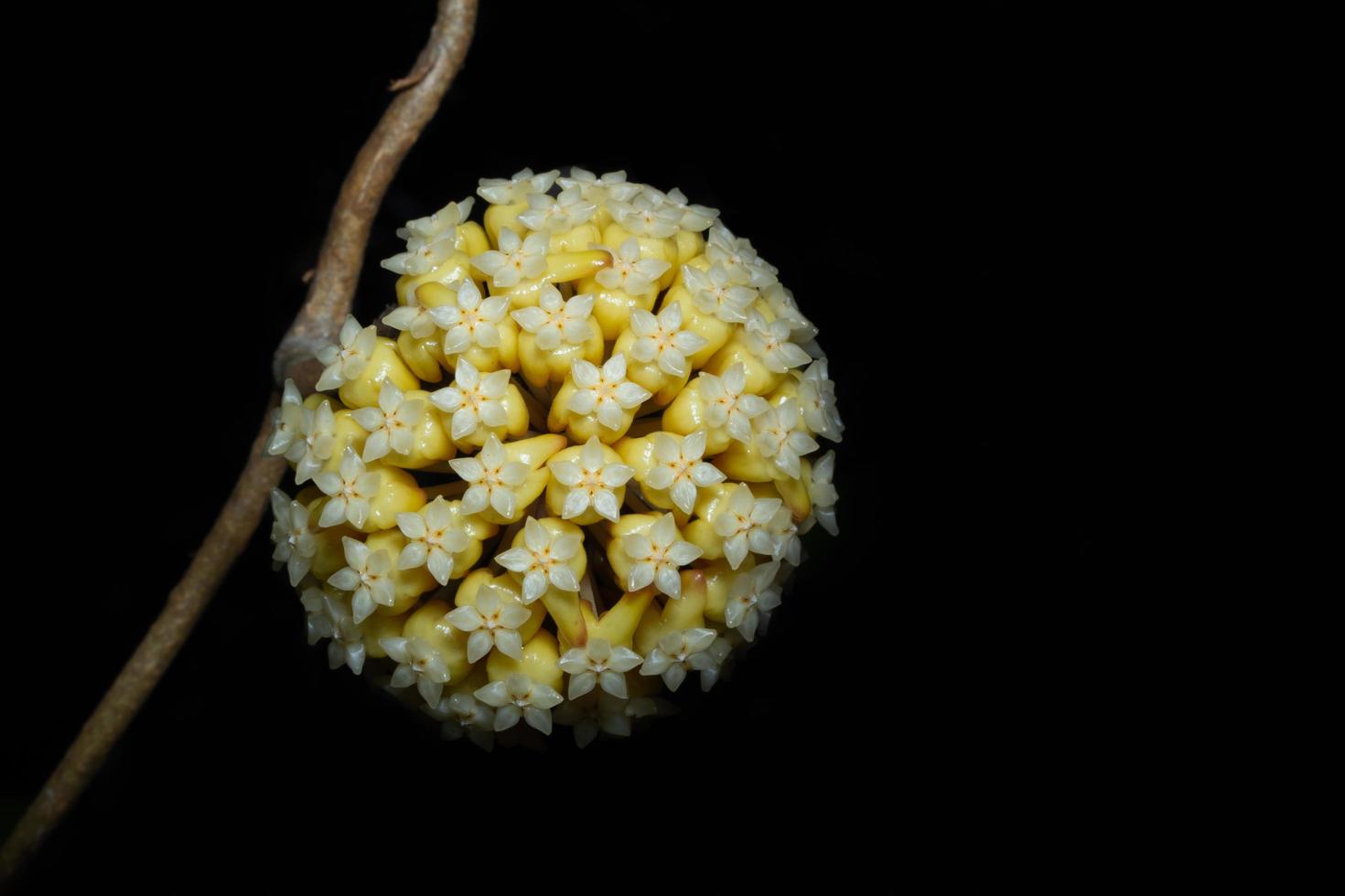 fleur de hoya sur fond noir photo