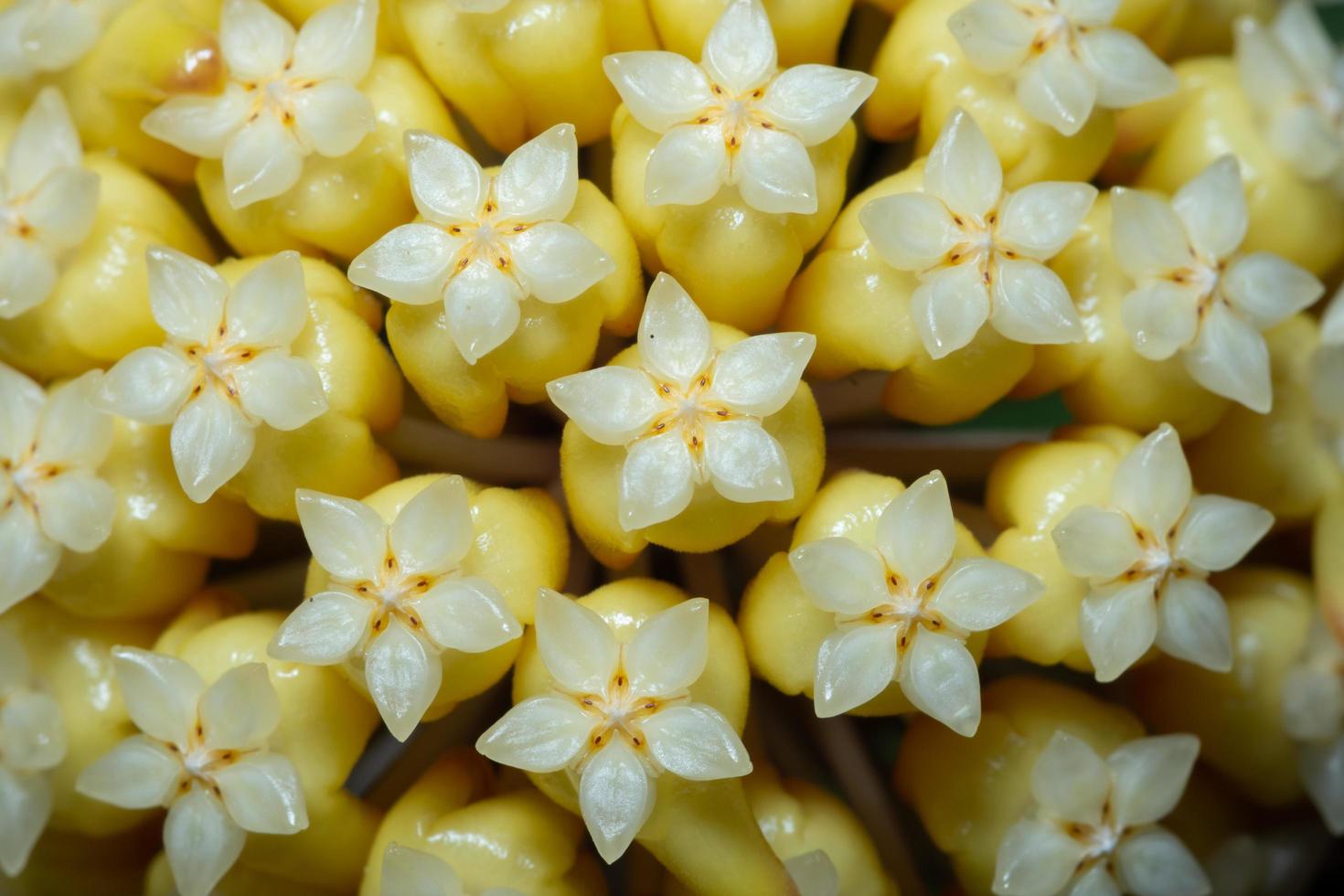fleur de hoya jaune photo