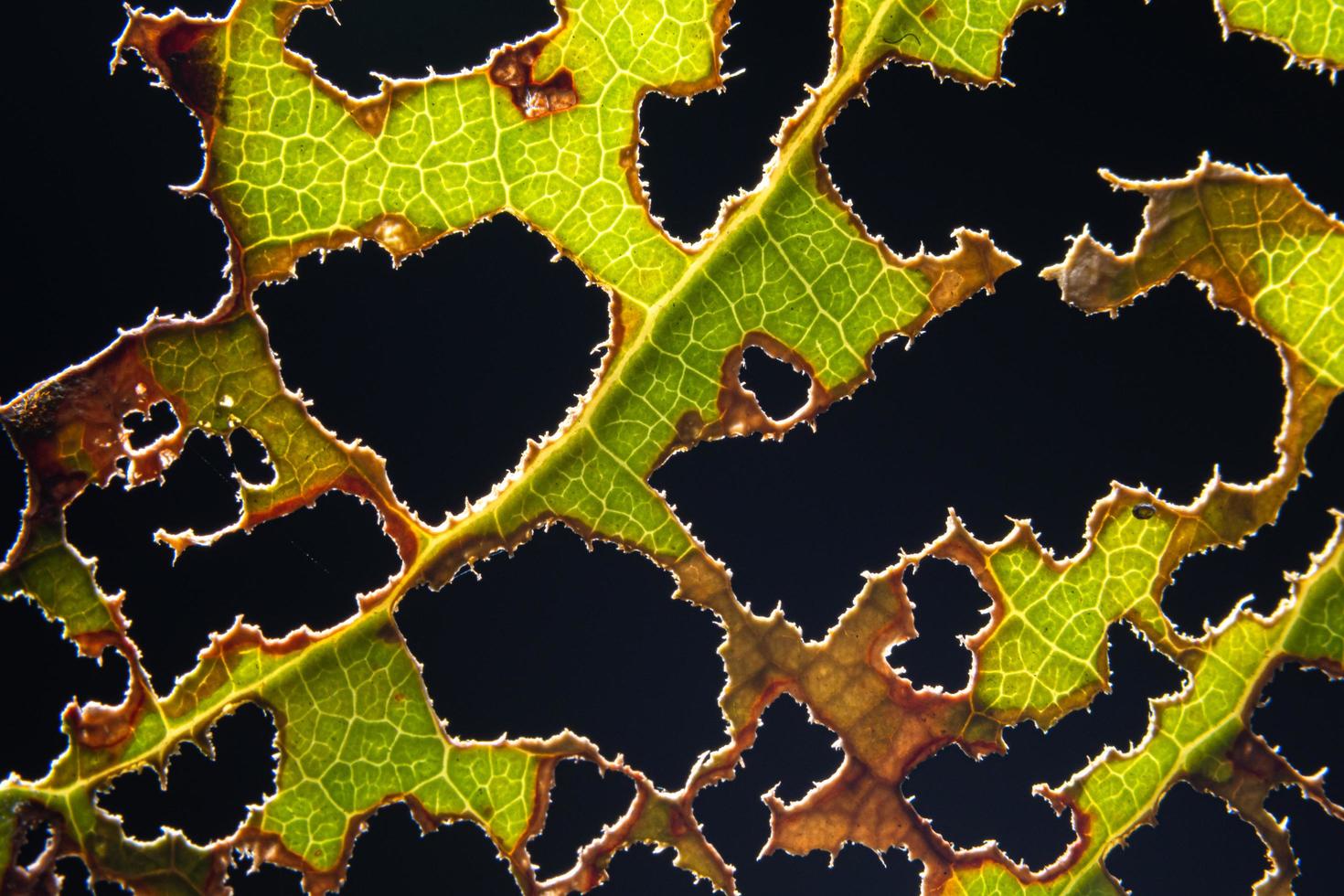 feuille verte sur fond noir photo