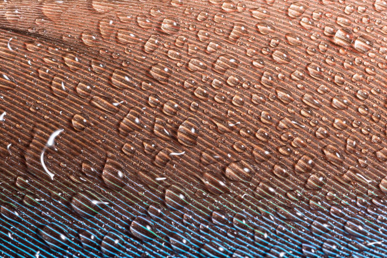 gouttes d'eau sur une plume photo