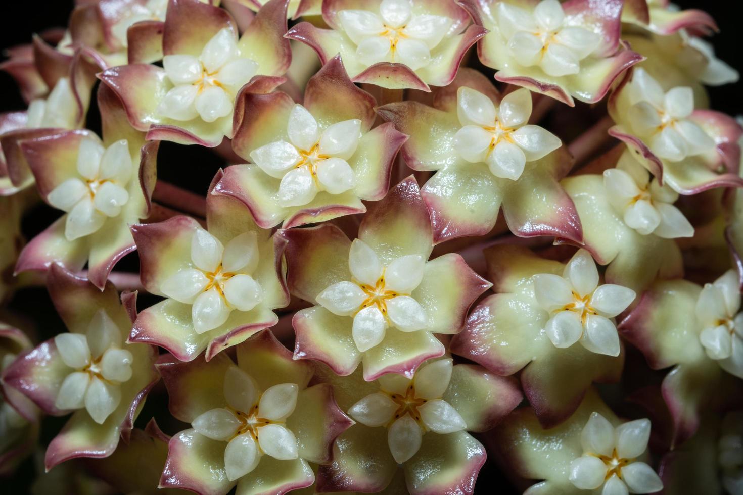 Macro de fleur de hoya jaune photo