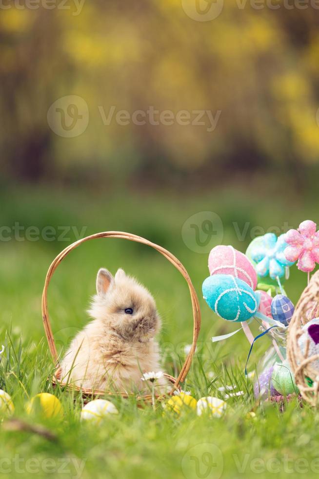 vue de lapin de pâques photo