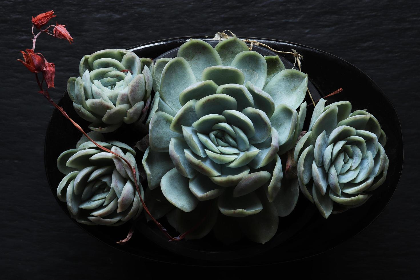 quatre plantes vivaces succulentes photo