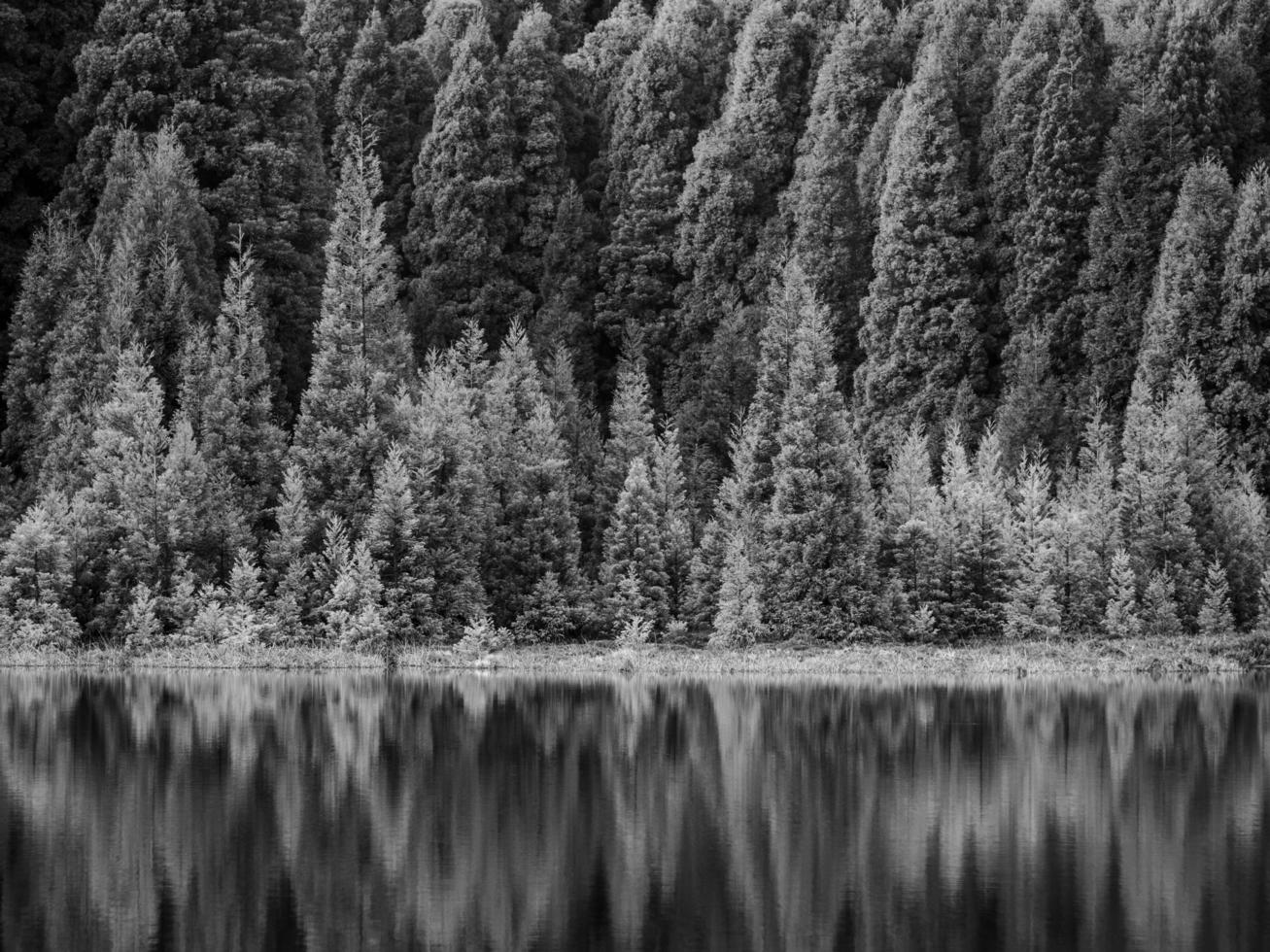 photo en niveaux de gris d'arbres près de l'eau