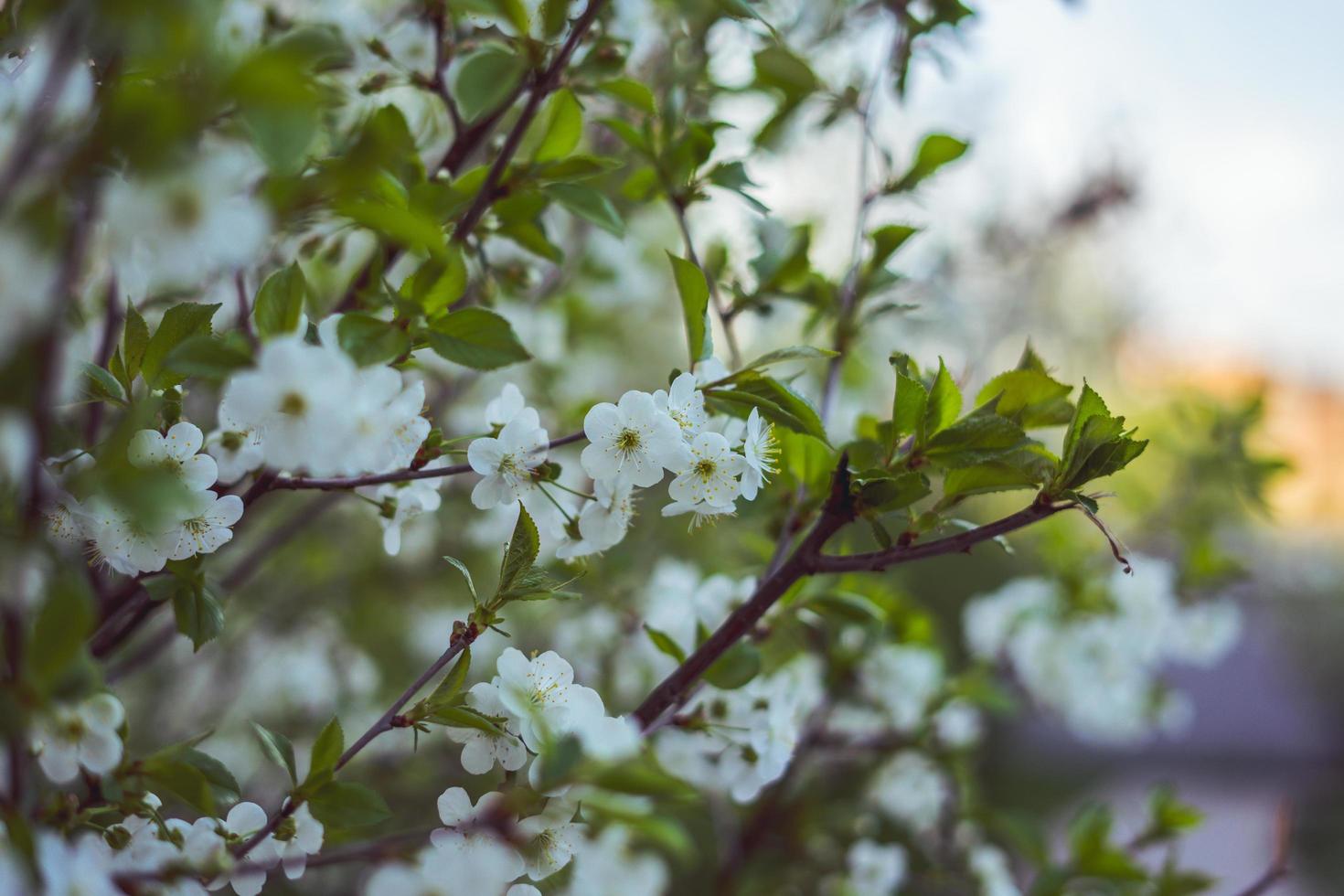 fleur de cerisier blanc photo