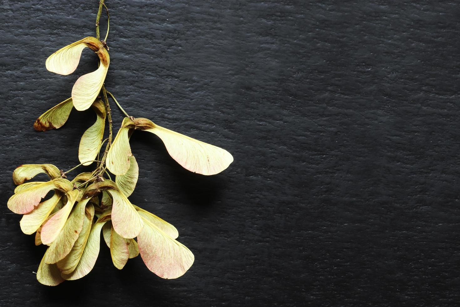 une poignée de fruits d'érable séchés photo