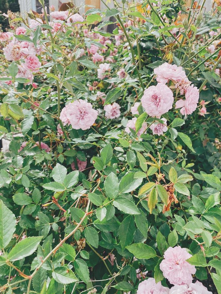 fleurs roses avec feuilles vertes photo