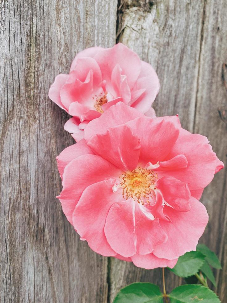 fleur rose contre une clôture en bois photo
