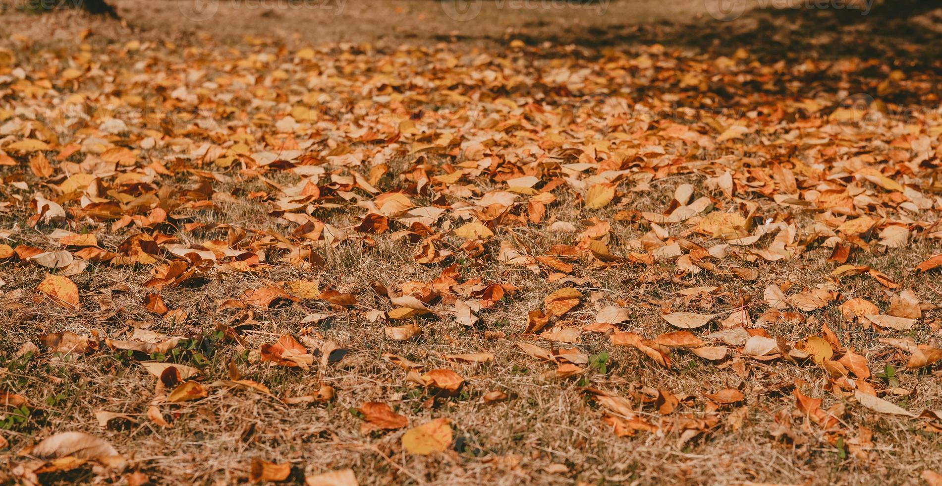 feuilles d'automne dans le champ. fond de feuilles d'automne. le sol est jonché de feuilles. paysage d'automne photo