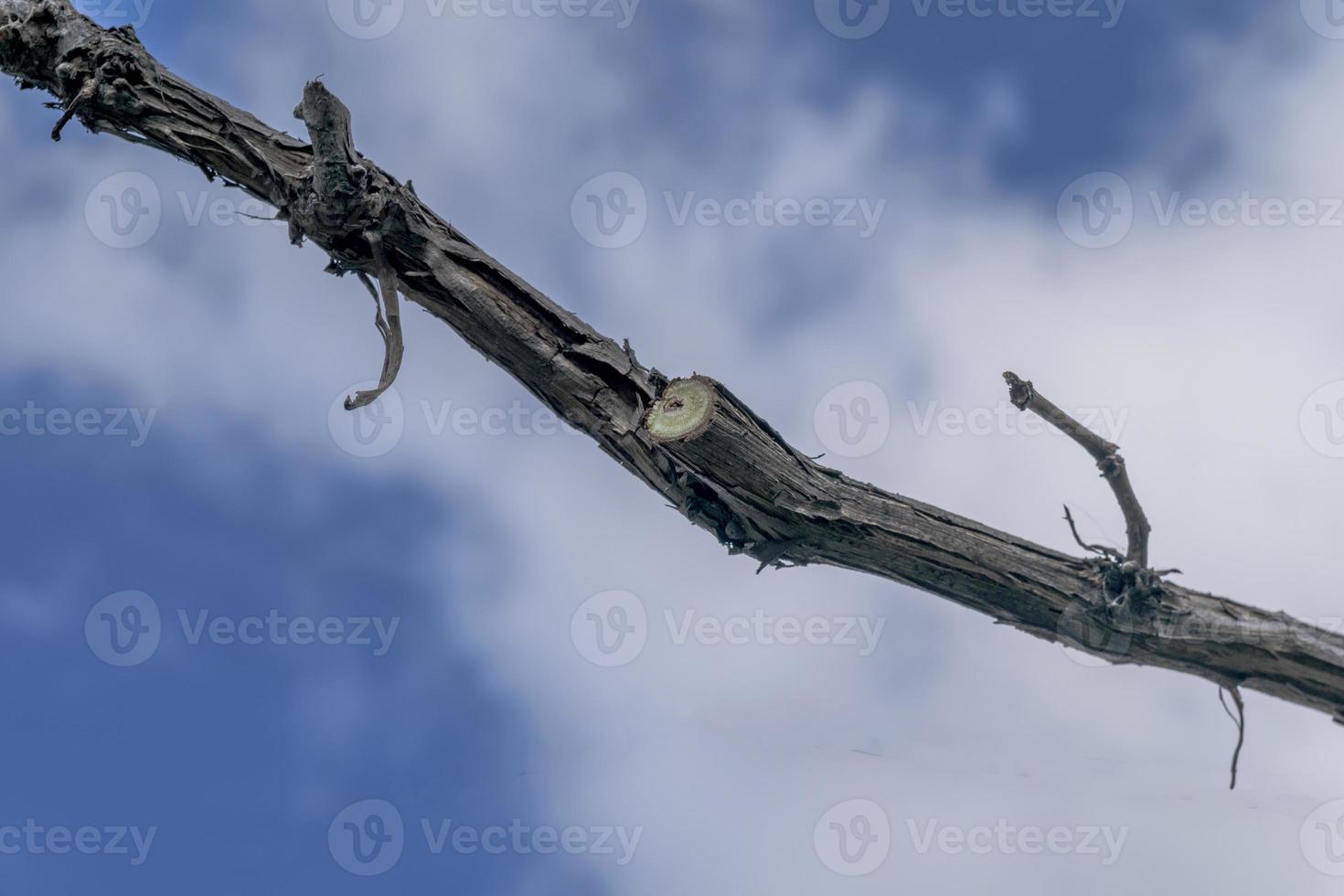 tailler un buisson de raisin, une branche, tailler la vigne de raisins. potager, formant un buisson de raisin photo