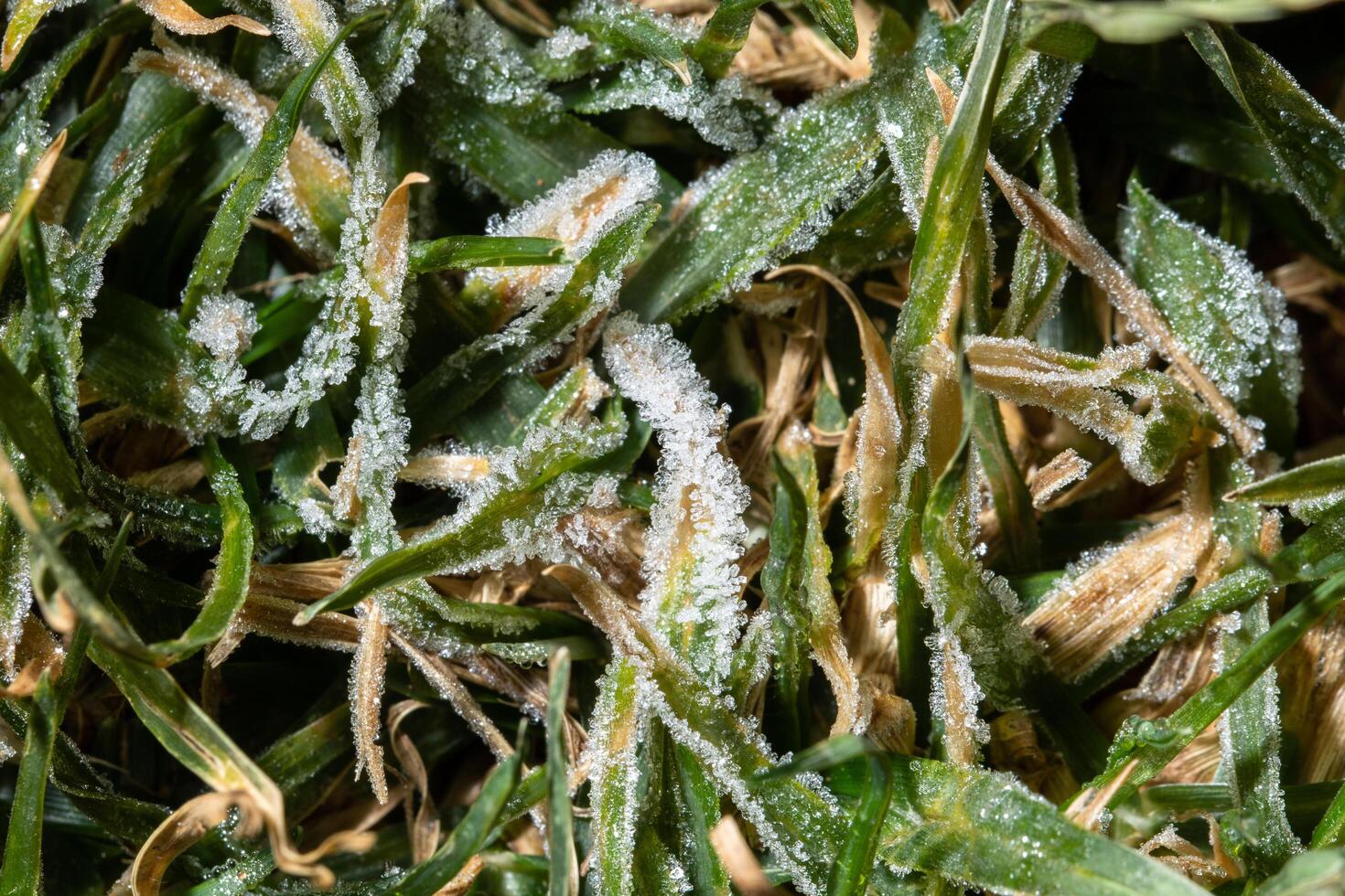 glace sur l'herbe photo