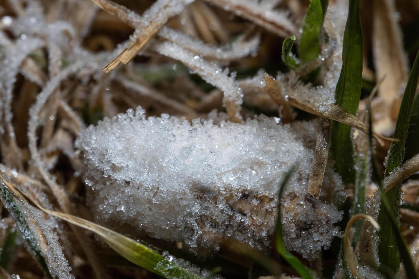 glace sur l'herbe photo