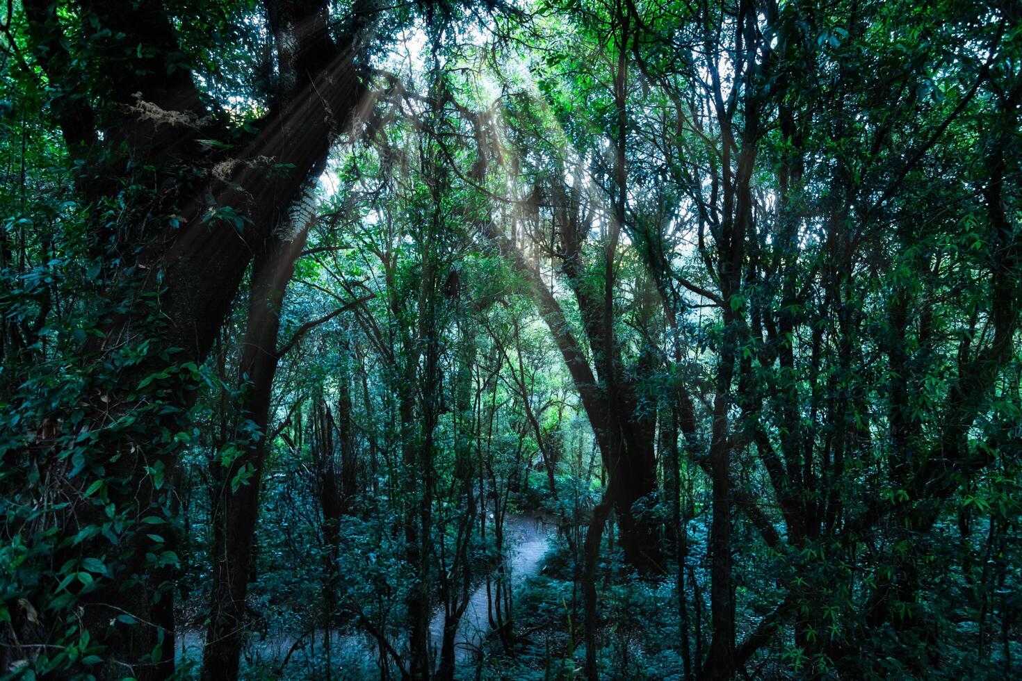 arbres dans la forêt tropicale photo