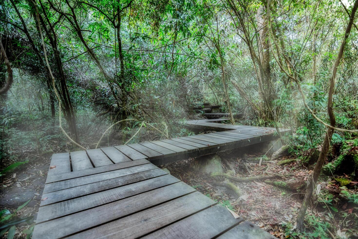 chemin en bois dans la forêt photo