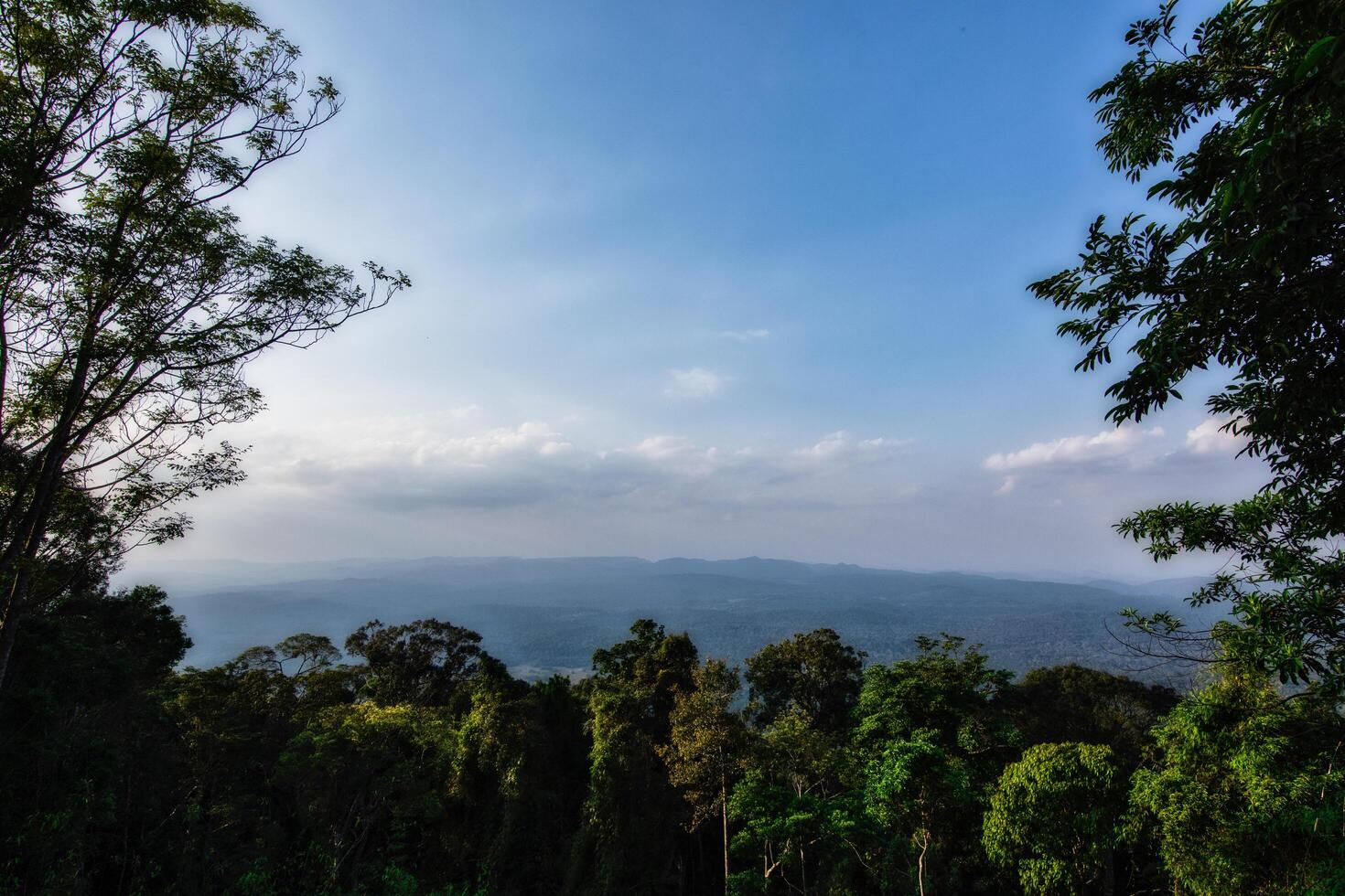 vue sur une forêt tropicale photo