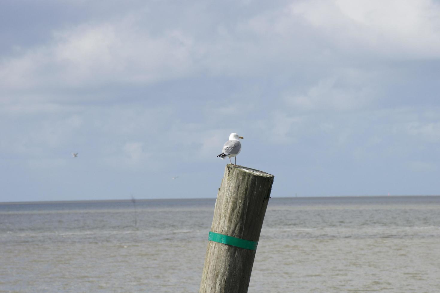 mouette sur un poteau photo