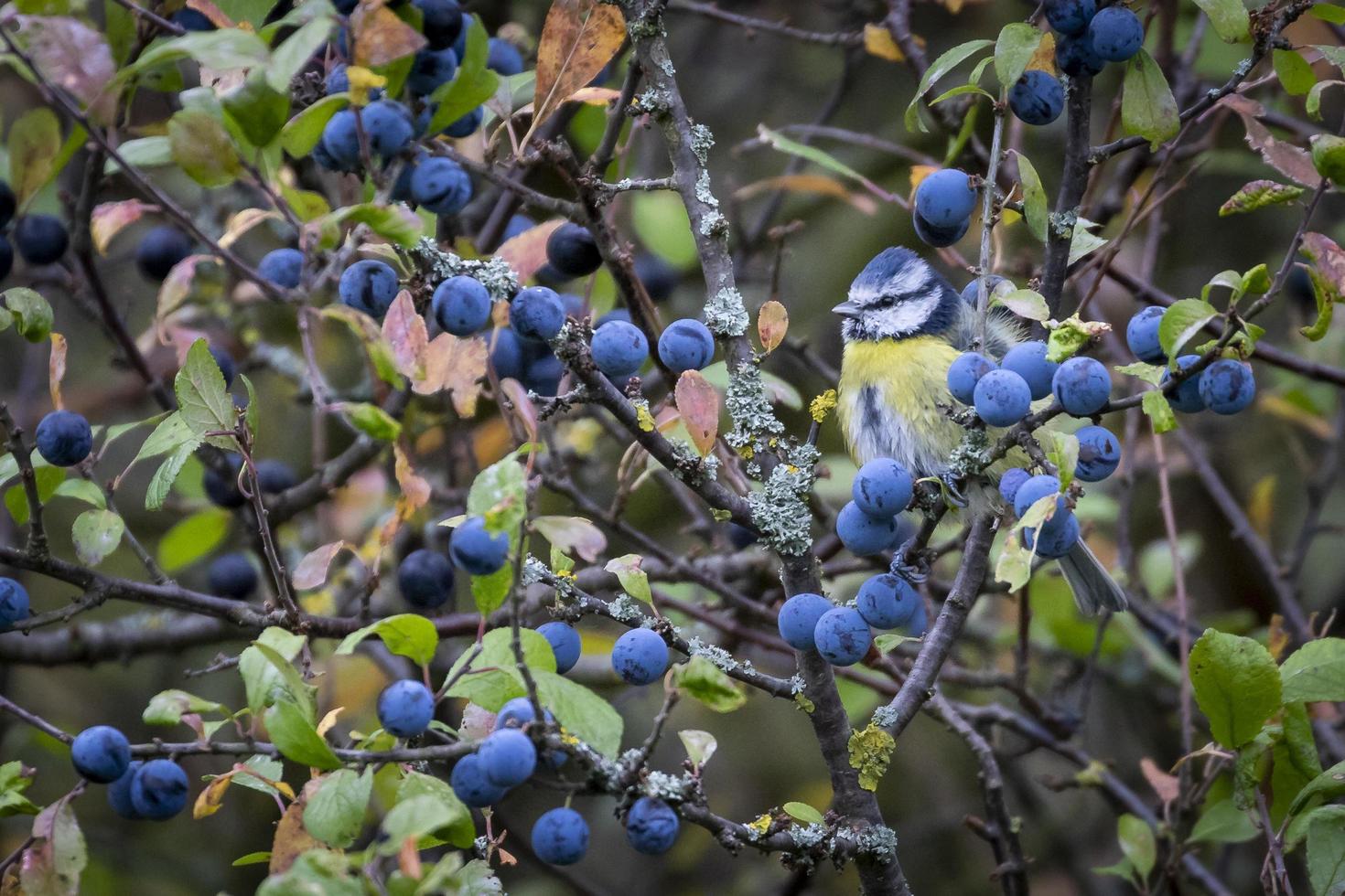 mésange bleue dans l'arbre de prunellier photo