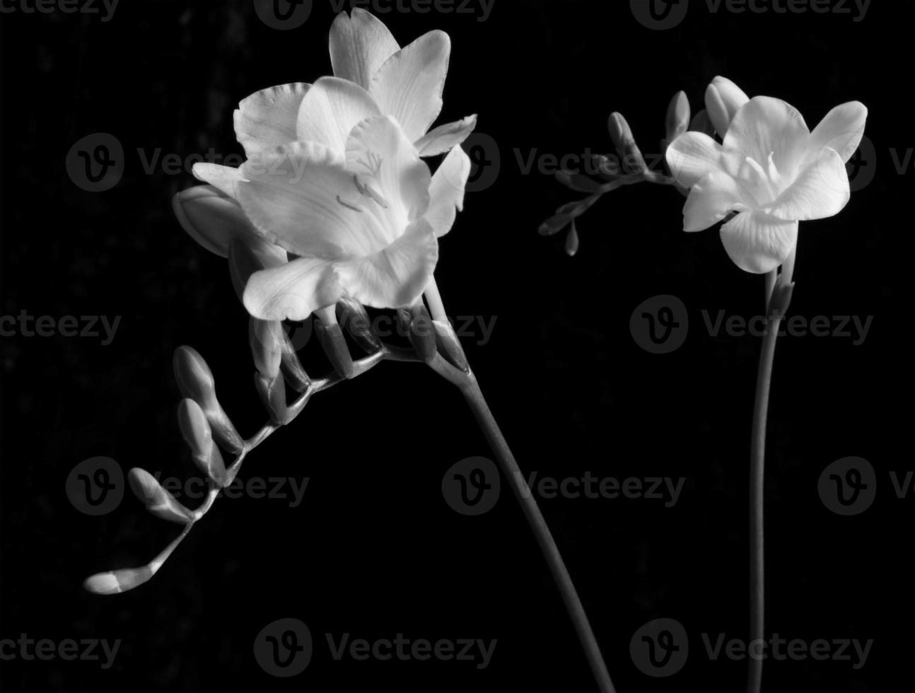 fleur de freesia sur fond noir photo