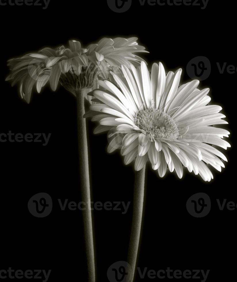 marguerite gerbera sur fond noir photo