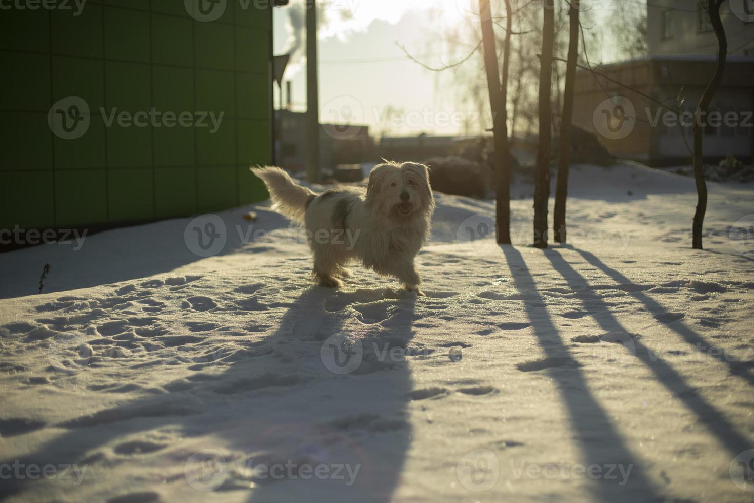 chien court dans la neige. marcher avec un animal de compagnie en hiver. photo