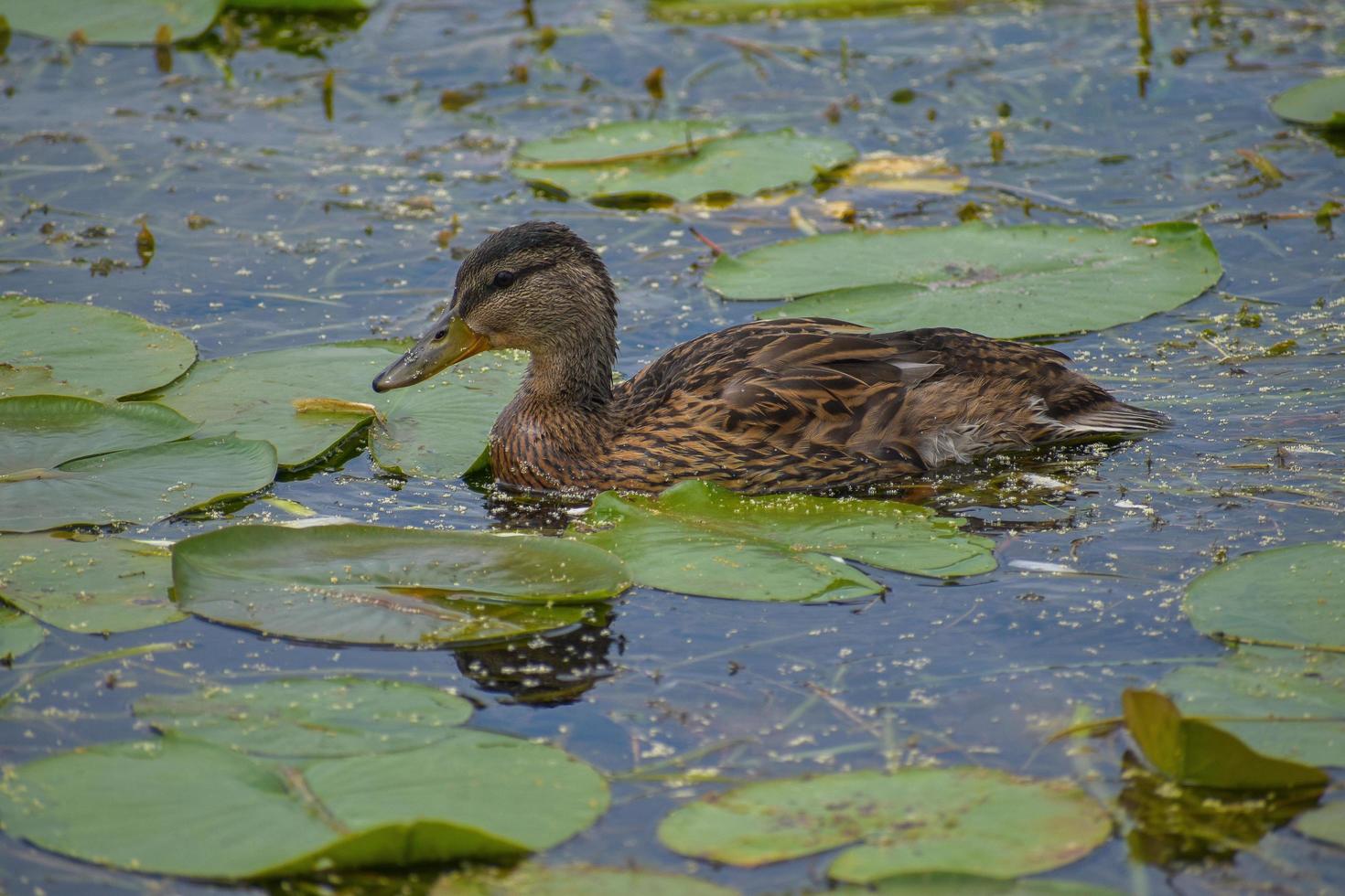 canard nageant dans des nénuphars photo