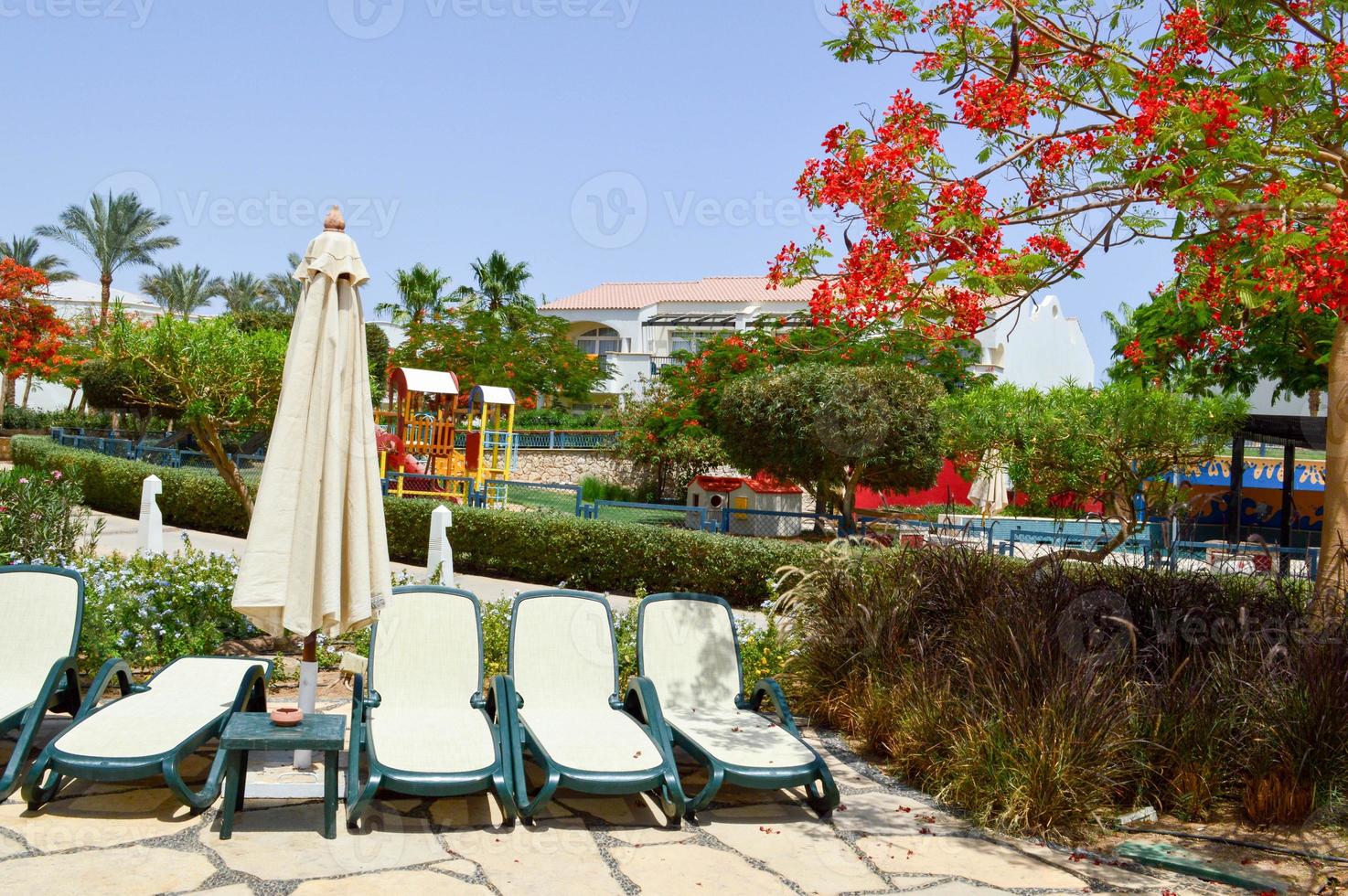 de beaux palmiers aux feuilles vertes et des chaises longues avec des parasols pliés photo