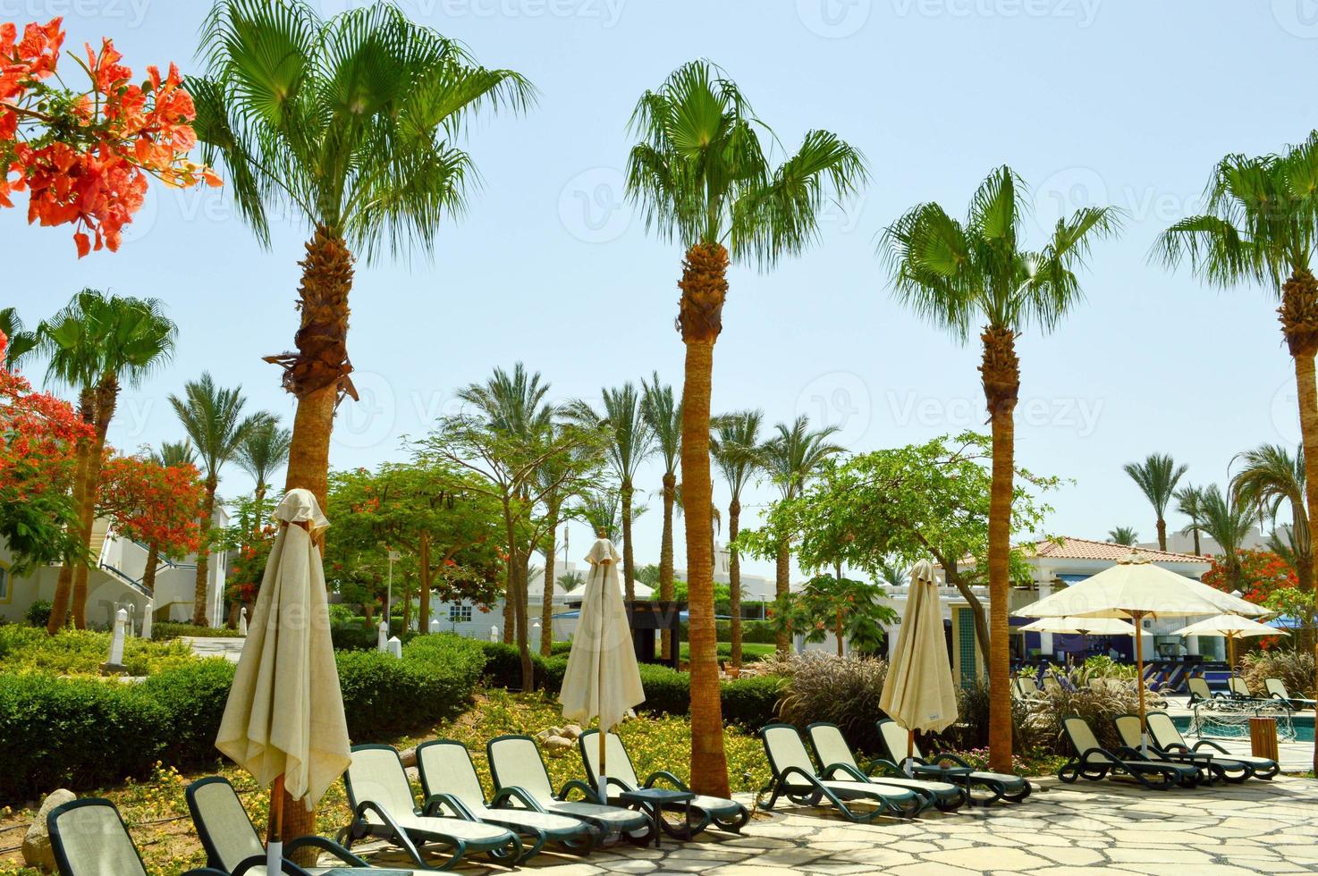 de beaux palmiers aux feuilles vertes et des chaises longues avec des parasols pliés photo