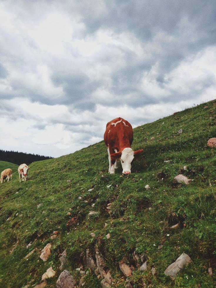 vaches brunes et blanches sur champ vert photo