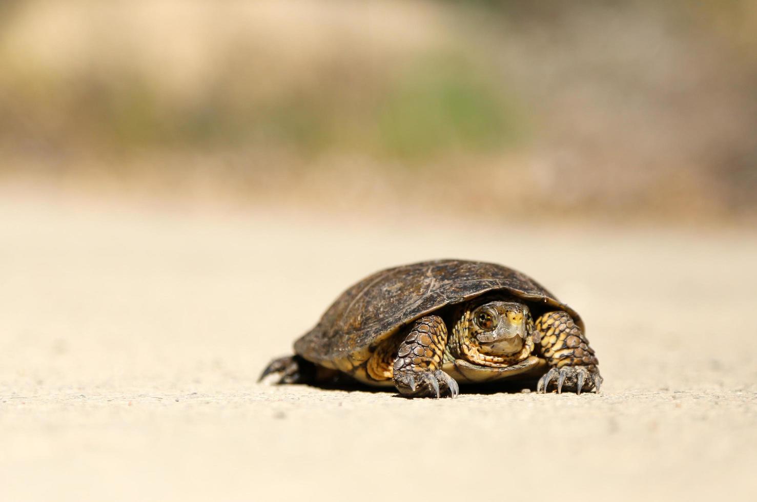 tortue sur sol en terre photo