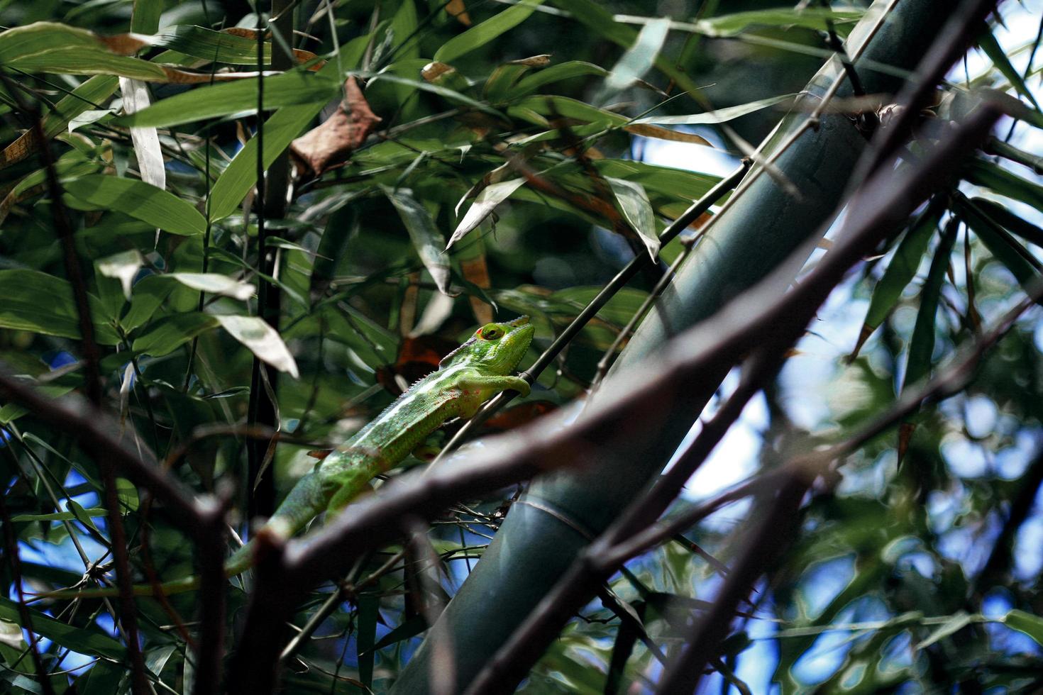 lézard vert sur branche photo