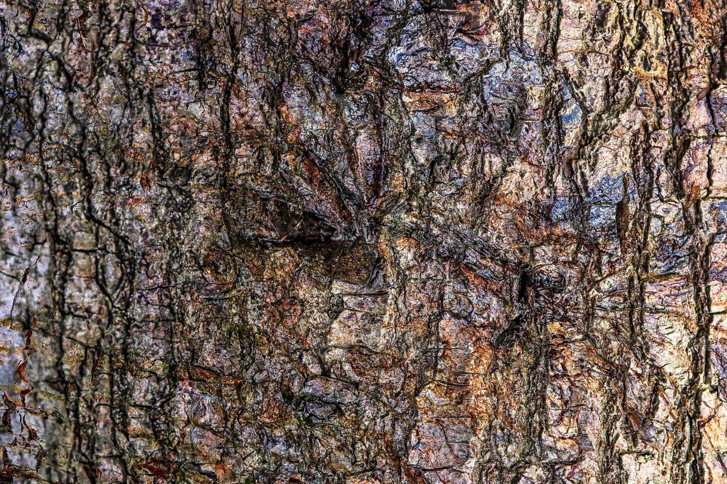 gros plan sur une texture d'écorce d'arbre très détaillée en haute résolution. photo