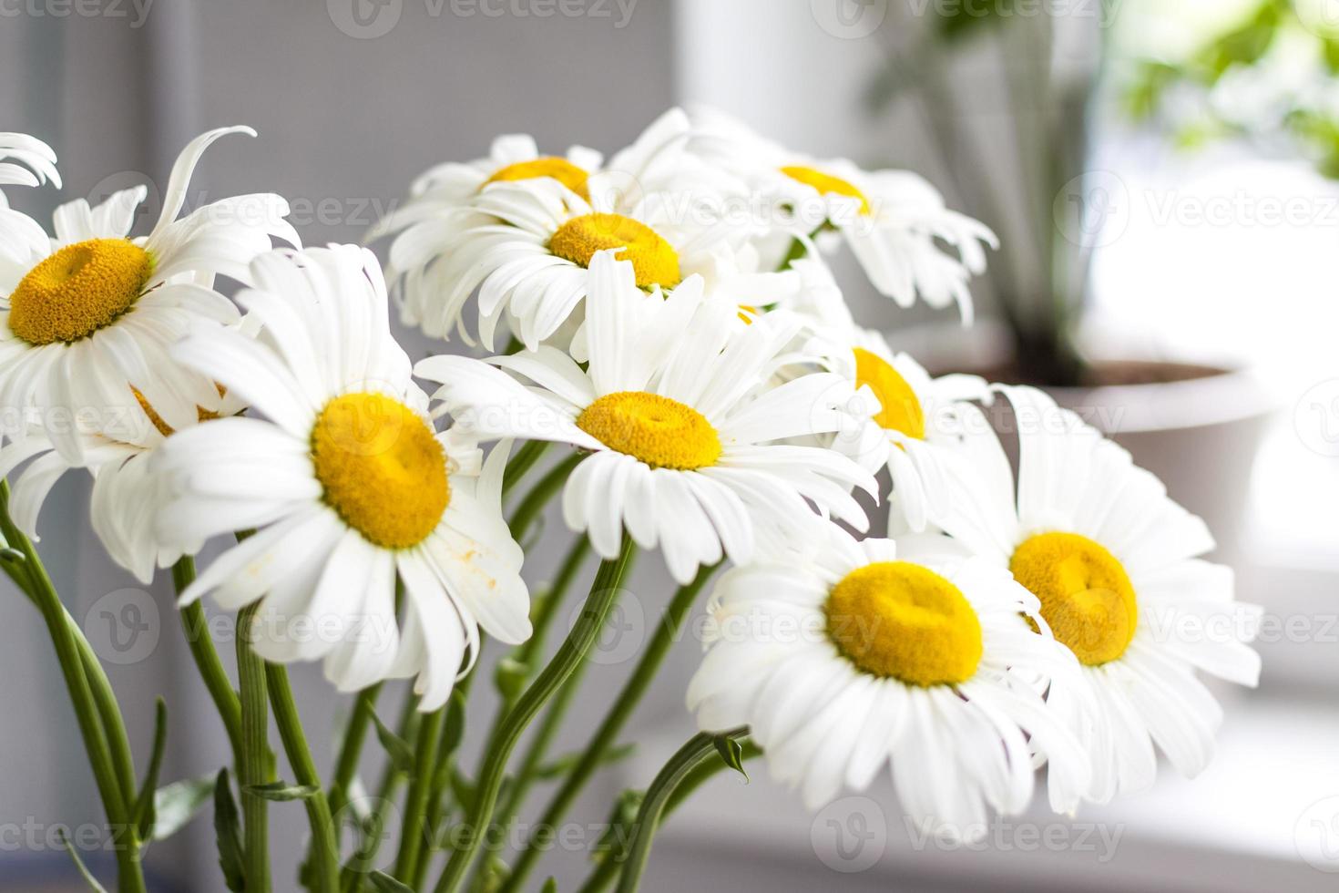 un bouquet de grandes marguerites dans un vase sur fond blanc. plan moyen, cliché sélectif. mise au point sélective. photo