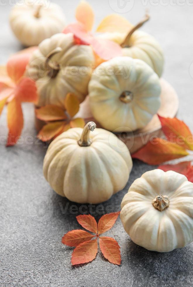 feuilles d'automne et citrouilles sur fond de béton gris photo