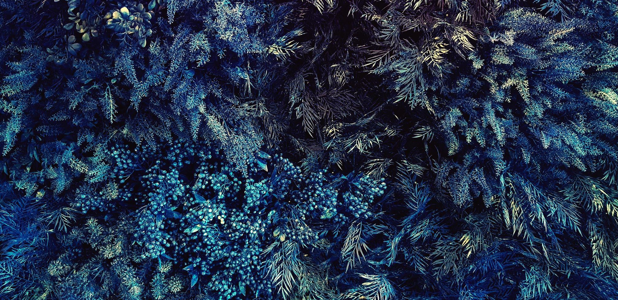 fougère bleue, fleur, plante grimpante, vigne ou lierre et mur de feuilles pour le fond. papier peint naturel ou motif nature. saison fraîcheur. concept d'arbre froid, de jungle ou de forêt. photo