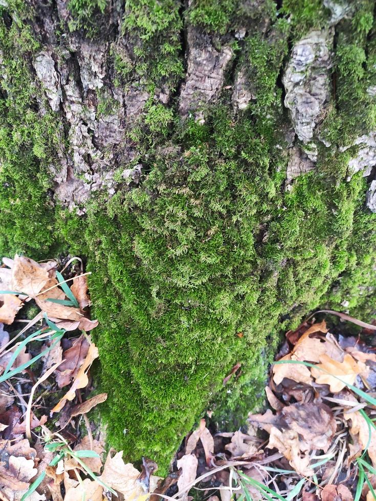 texture en relief d'écorce d'arbre brune. photographie d'une texture d'écorce d'arbre. texture créative en relief de vieille écorce de chêne. photo