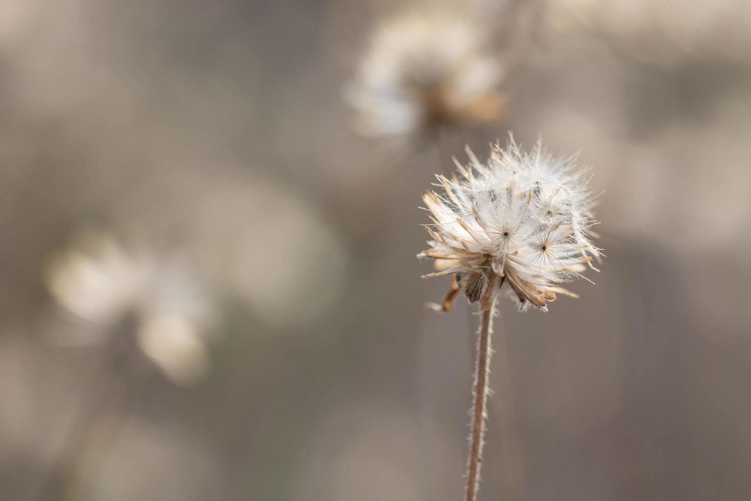 fond naturel avec fleur d'herbe photo