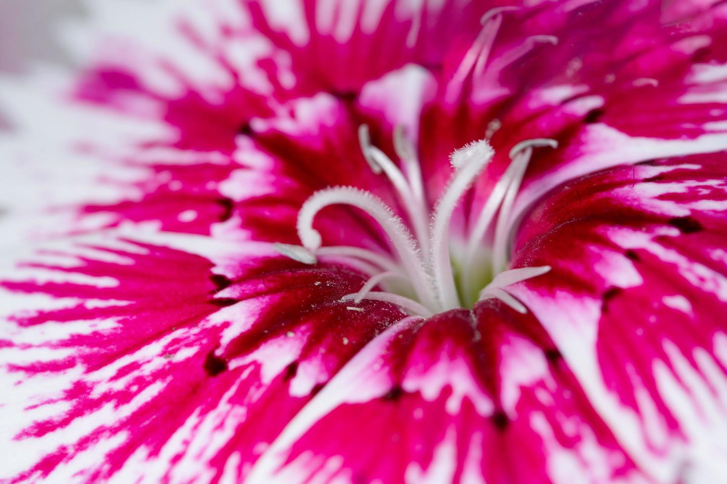 Macro de fleur de dianthus coloré photo