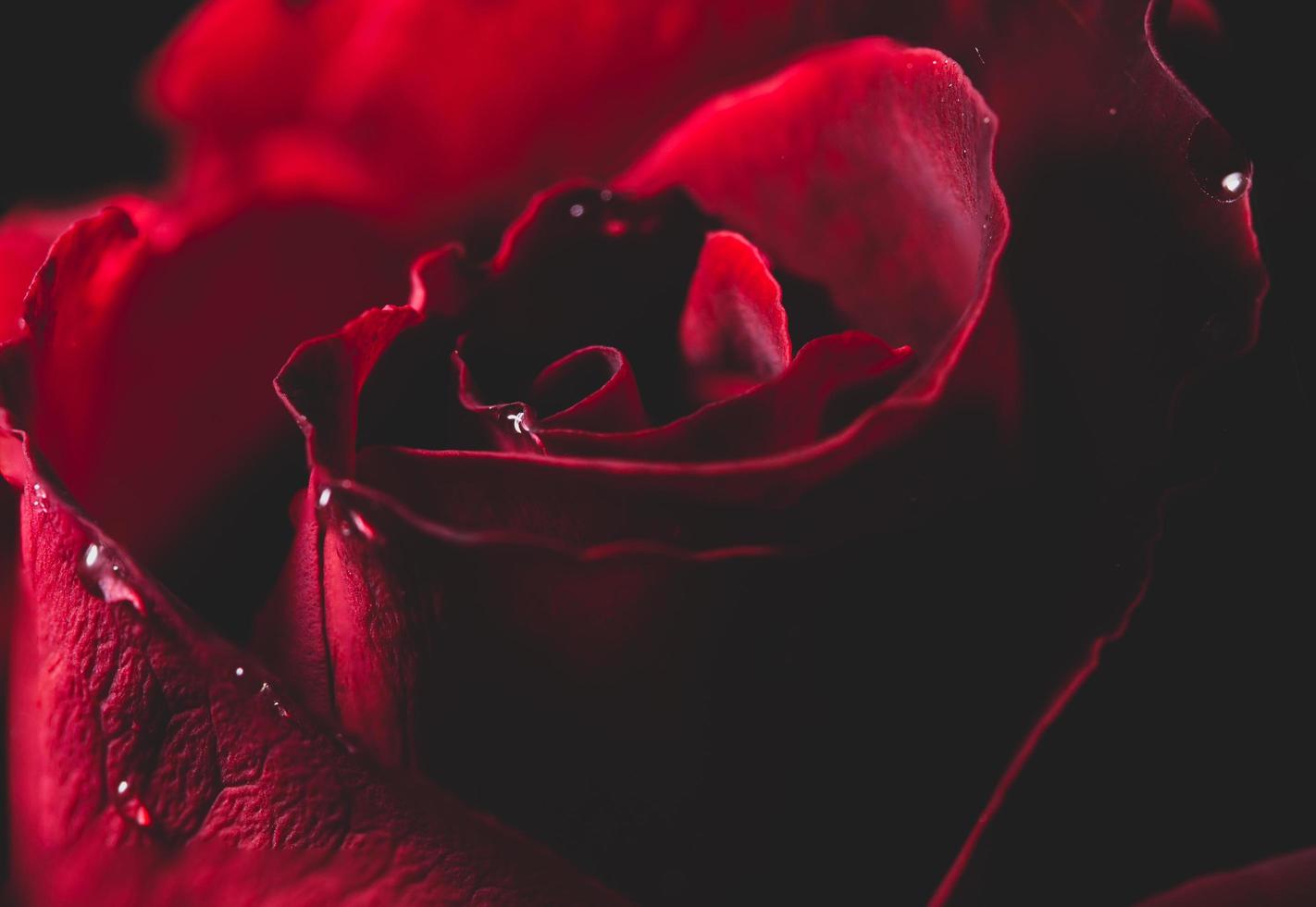 rose rouge dans le noir photo