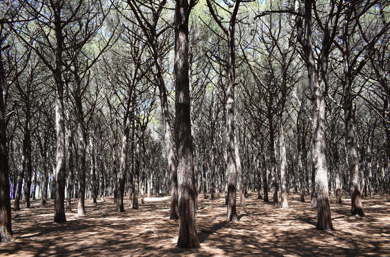 arbres à feuilles vertes pendant la journée photo