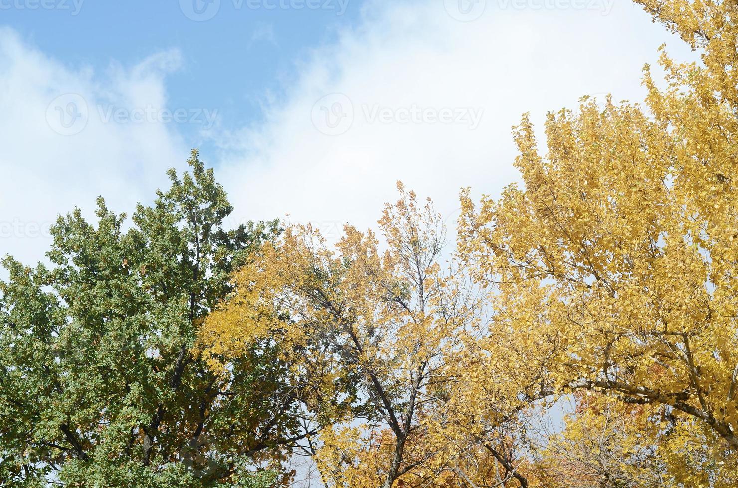 fragment d'arbres dont les feuilles changent de couleur en automne photo