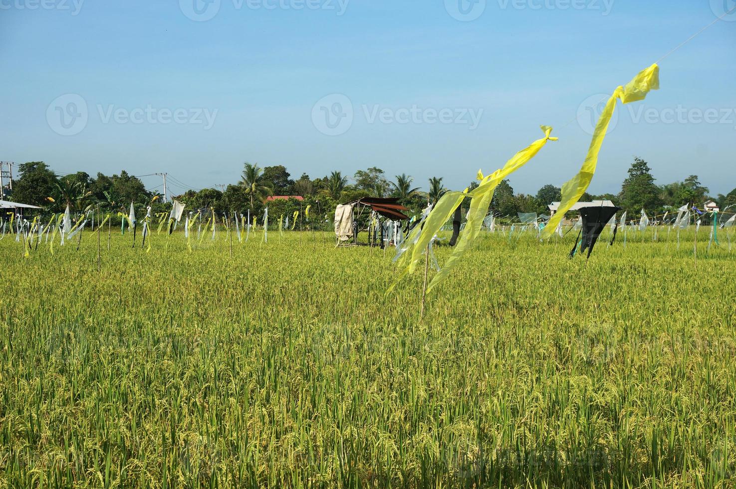 les rizières sont décorées de plastique pour repousser les oiseaux. rizière. photo