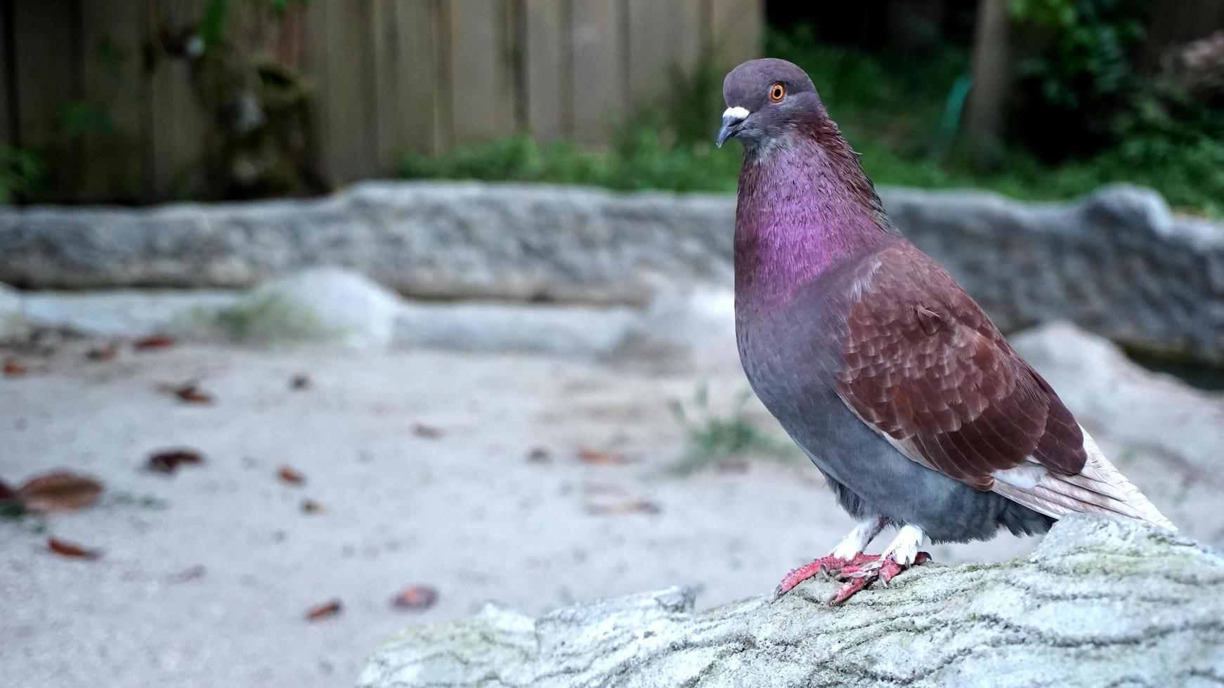 une colombe se tient sur une pierre de ciment photo