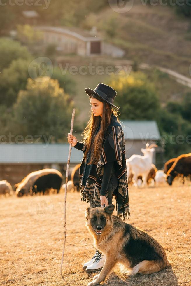 Berger femelle avec un chien broute un troupeau sur la pelouse photo