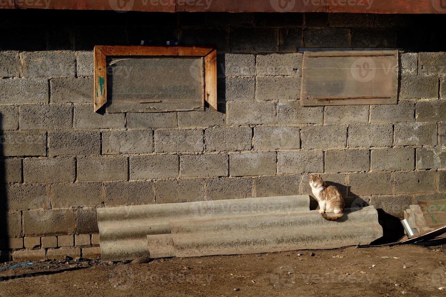 chat dans l'arrière-cour, sur fond de mur gris, au coucher du soleil photo