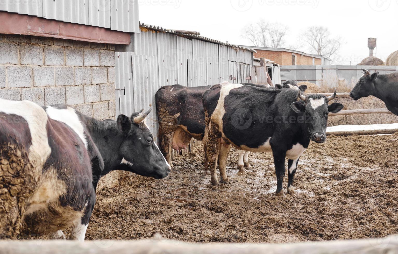 vaches noires et blanches dans la boue. animaux de la ferme. la vie du village. photo