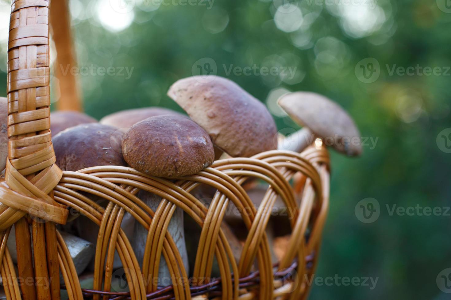 champignons comestibles cèpes dans le panier en osier dans l'herbe verte. photo