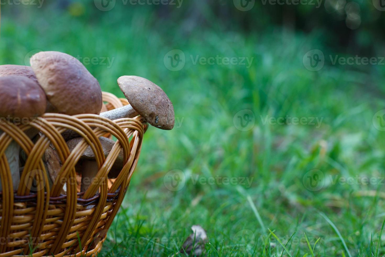 panier en osier avec champignons sauvages blancs, sur fond jaune. un panier  de champignons comestibles 17458991 Photo de stock chez Vecteezy