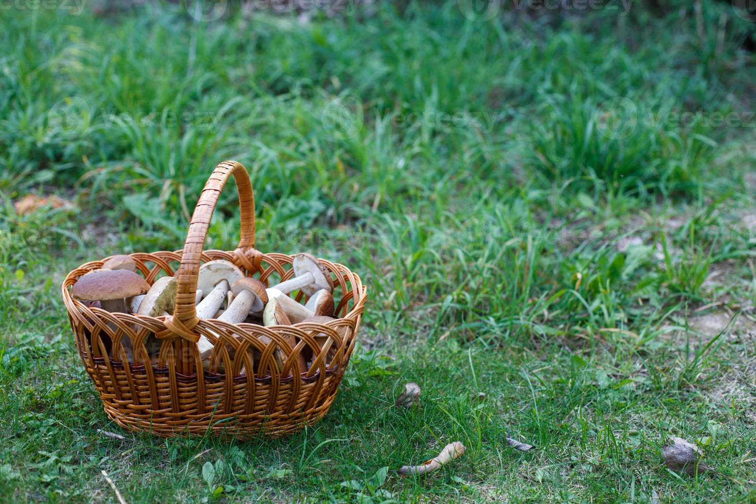 champignons comestibles cèpes dans le panier en osier dans l'herbe verte. photo