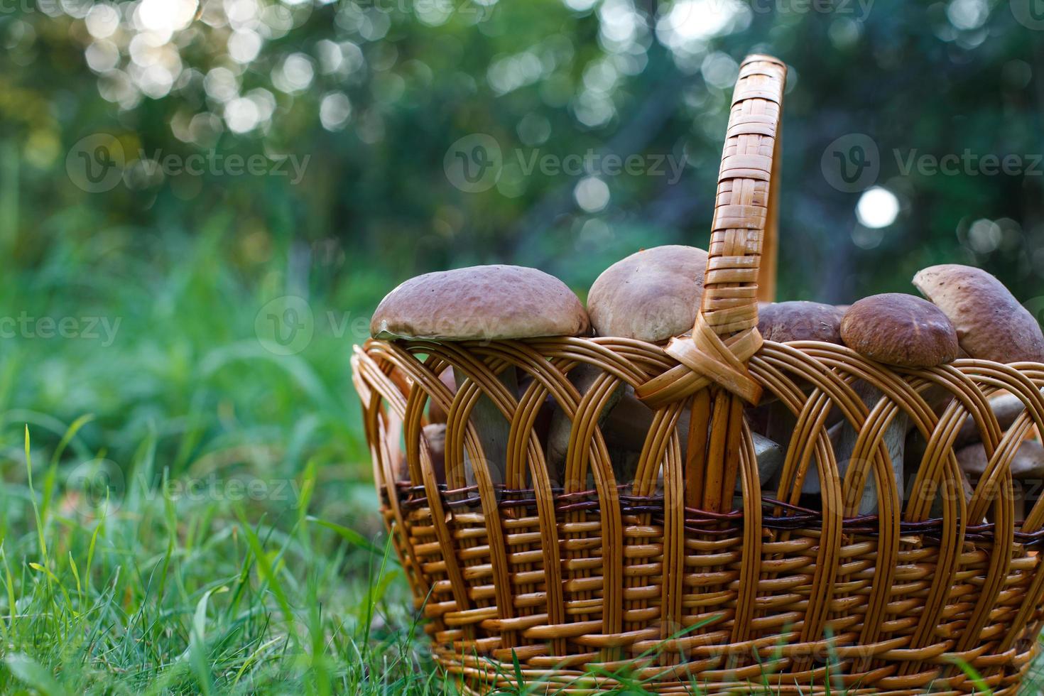 champignons comestibles cèpes dans le panier en osier dans l'herbe verte. photo