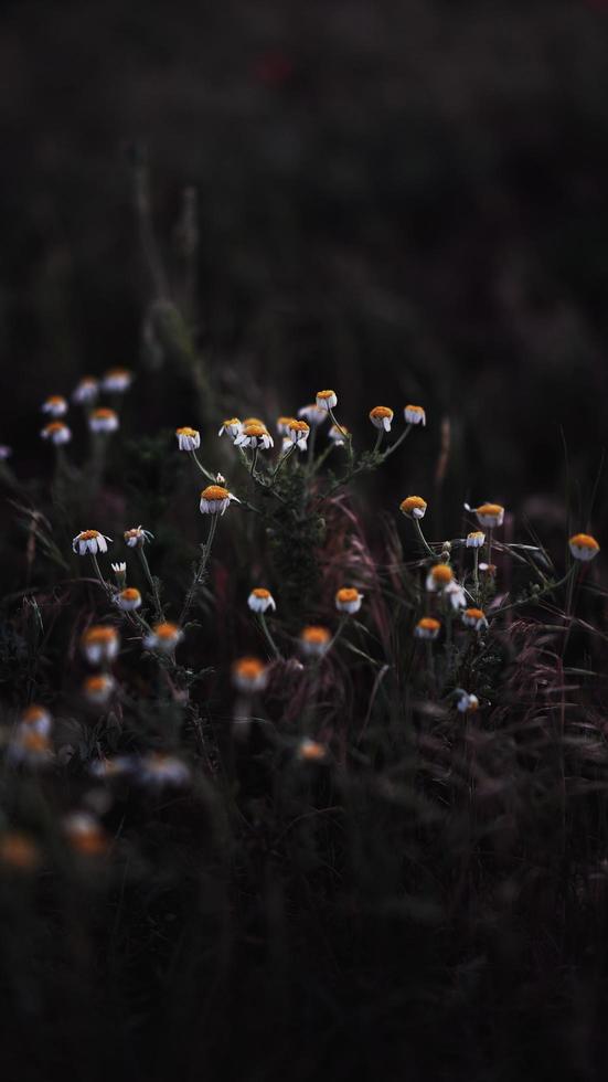 fleurs sauvages poussant photo